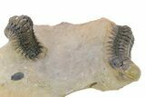 Pair of Crotalocephalina Trilobite Fossils - Atchana, Morocco #283915-1